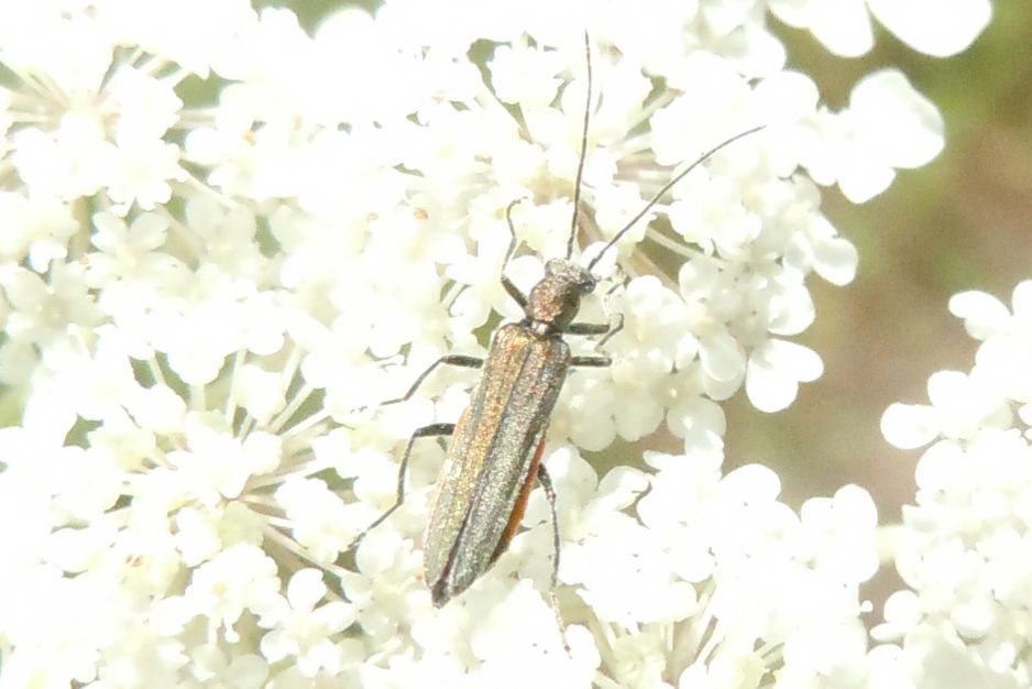 Oedemera gr. lurida